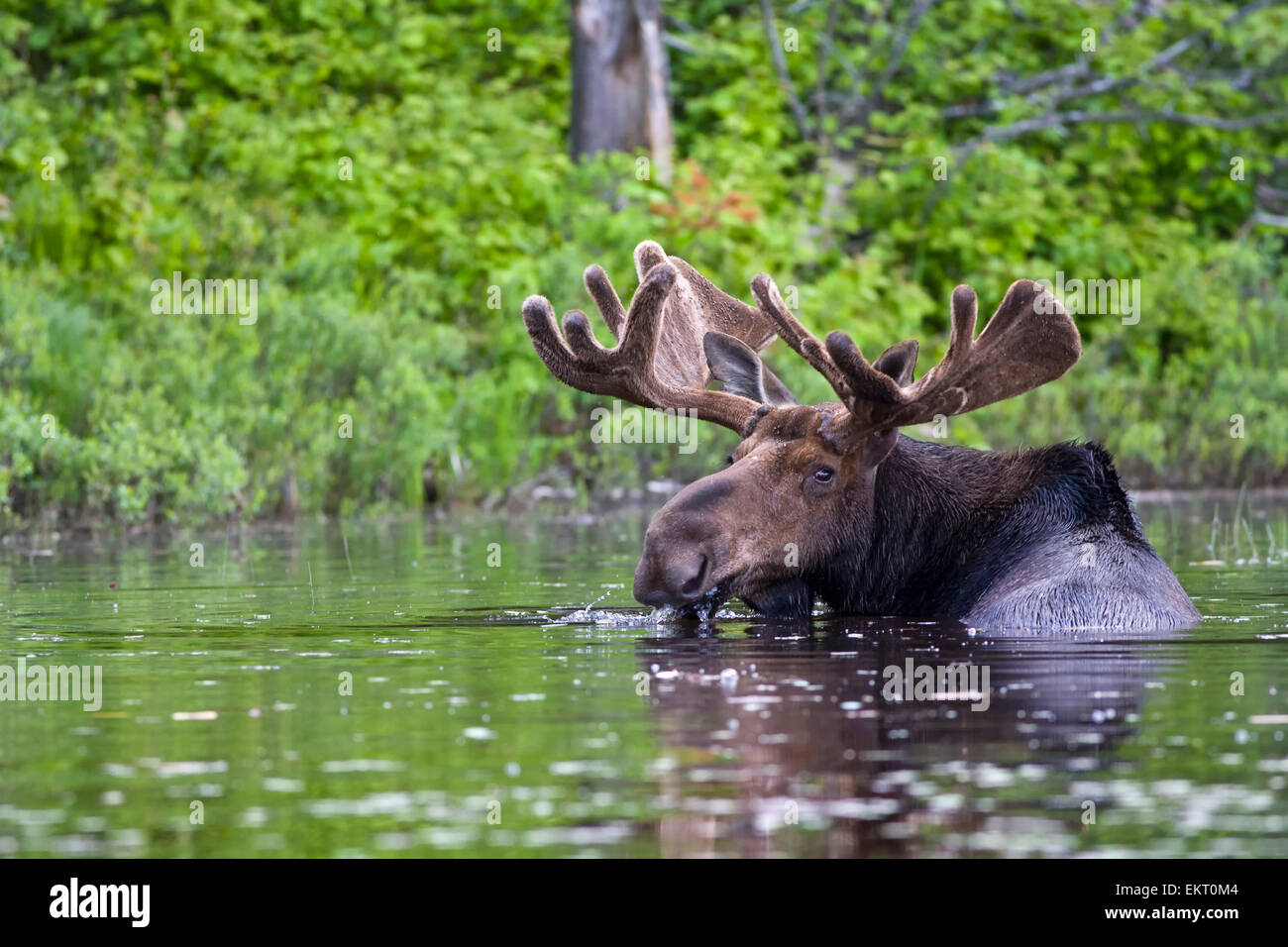 Bull moose without antlers on hires stock photography and images Alamy