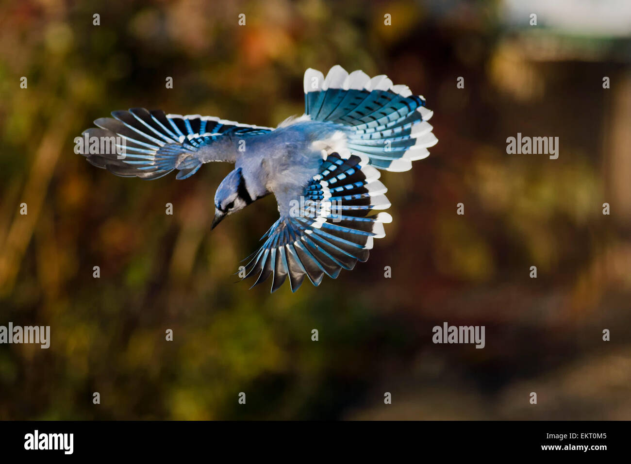 BLUE JAY in flight (Cyanocitta cristata) ©Jim