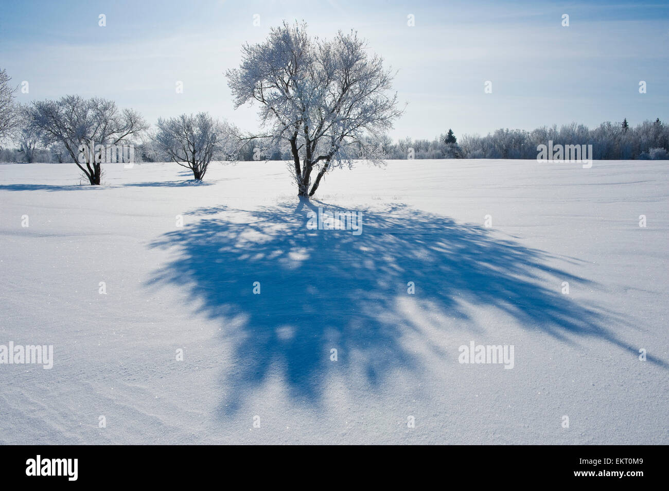 Field With Frost Covered Trees, Birds Hill Provincial Park, Manitoba