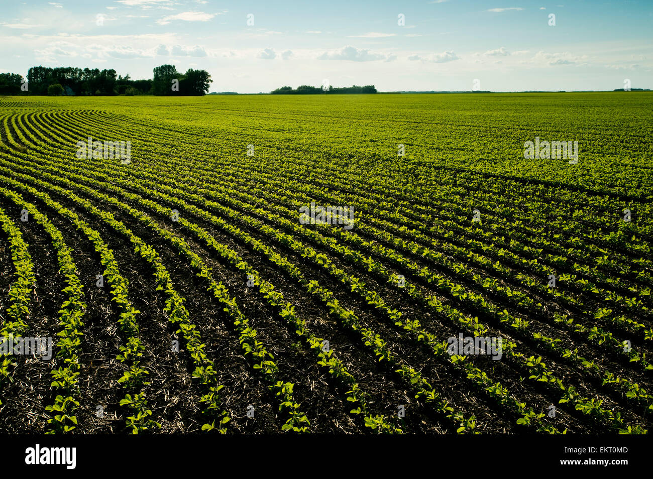 Early Growth Soybean Field Near Lorette, Manitoba, Canada Stock Photo