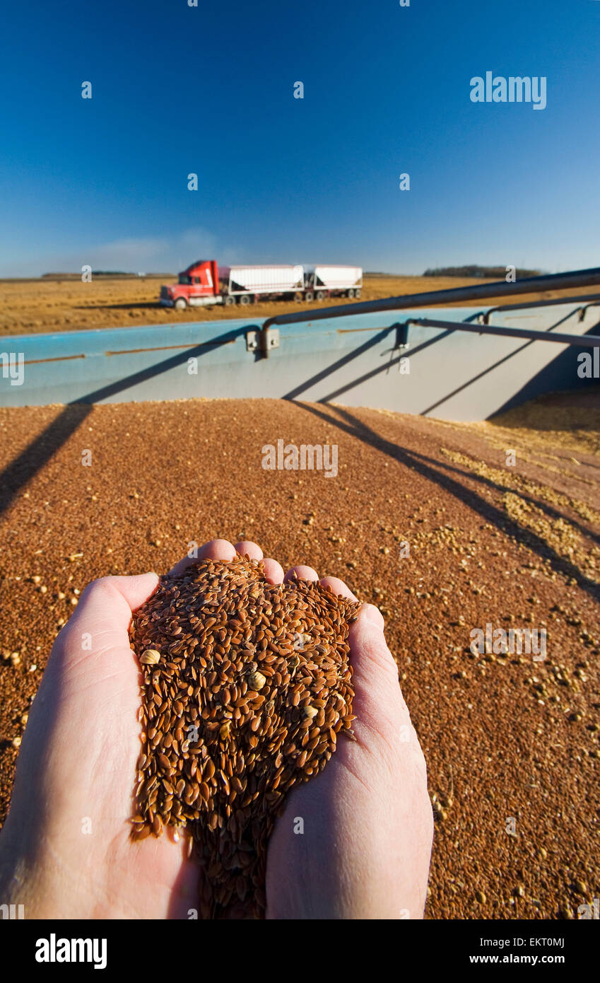 A Hand Holds Flax Seed That Has Been Loaded Into A Farm Truck During The Harvest, Near Lorette