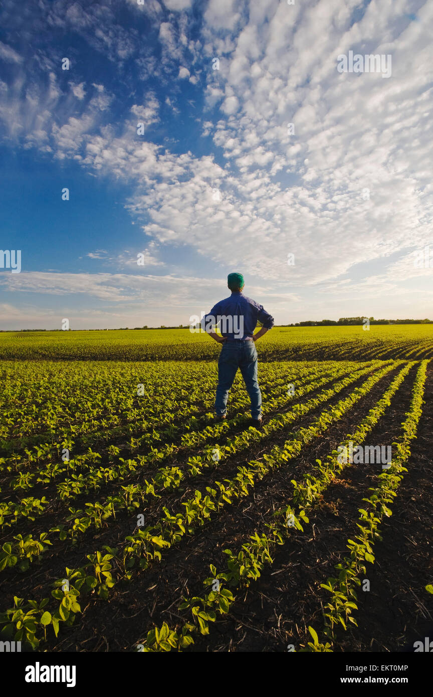 A Farmer In His Early Growth Soybean Field Near Lorette, Manitoba, Canada Stock Photo