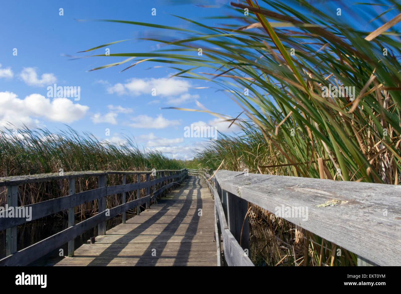Boardwalk Overgrown With The Cattails Of Grassy Narrows Marsh On Lake