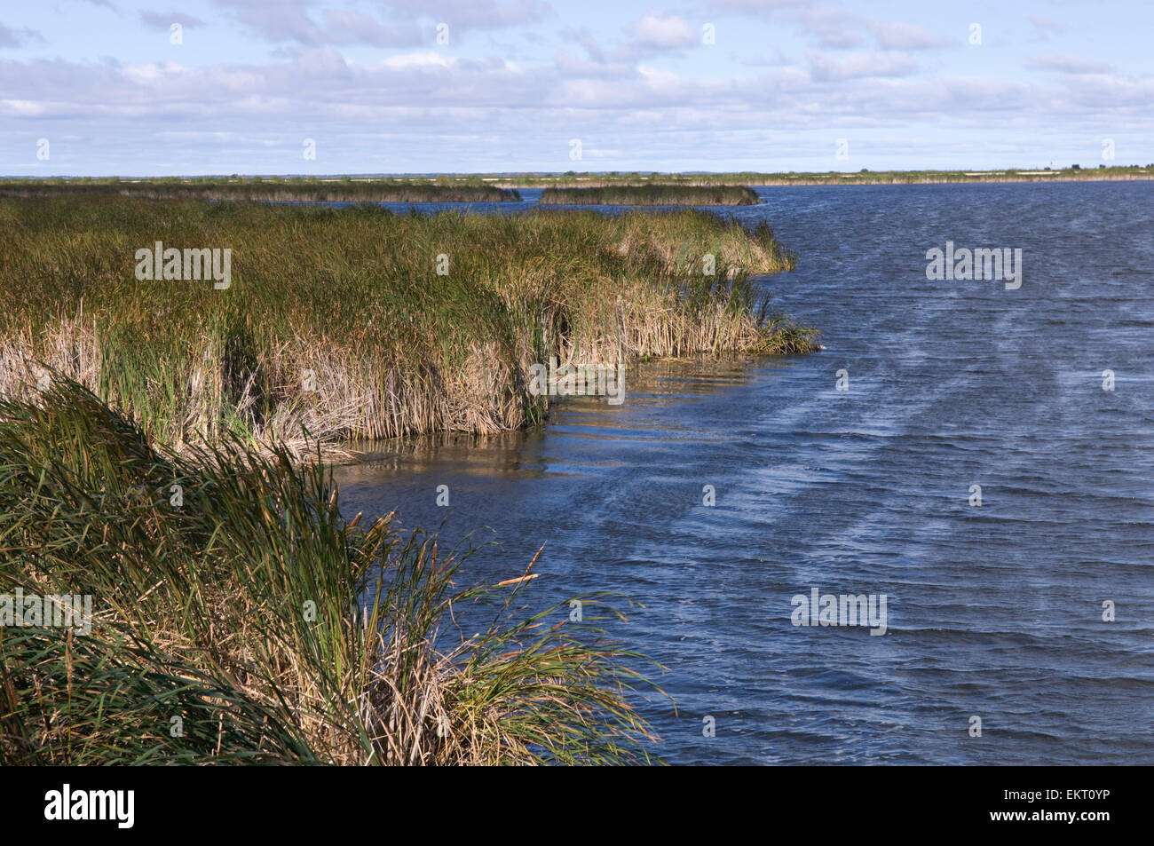 Cattails Grassy Narrows Marsh On Lake Winnipeg, Hecla Island, Manitoba