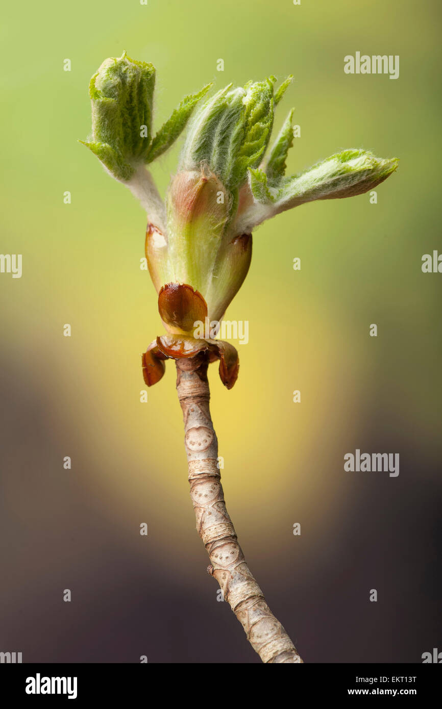 Bluete,Bluetenkerze,Blossom,bloom,Aesculus hippocastaneum,Rosskastanie,Horse-chestnut,Conker tree Stock Photo