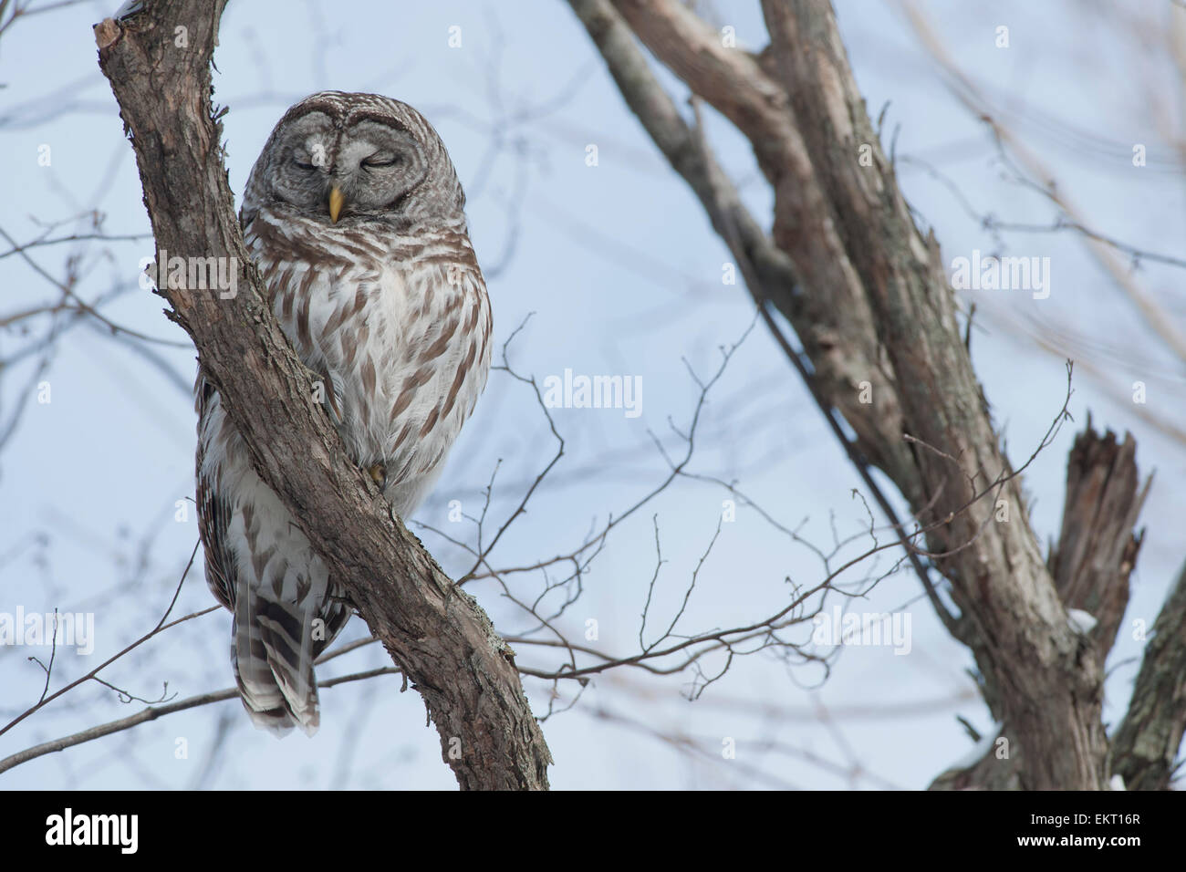 Barred Owl Resting In A Tree, Kingston, Ontario Stock Photo