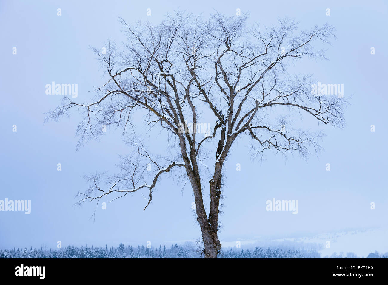 SnowCovered Tree; SaintAdrienD'irlande Quebec Canada Stock Photo Alamy