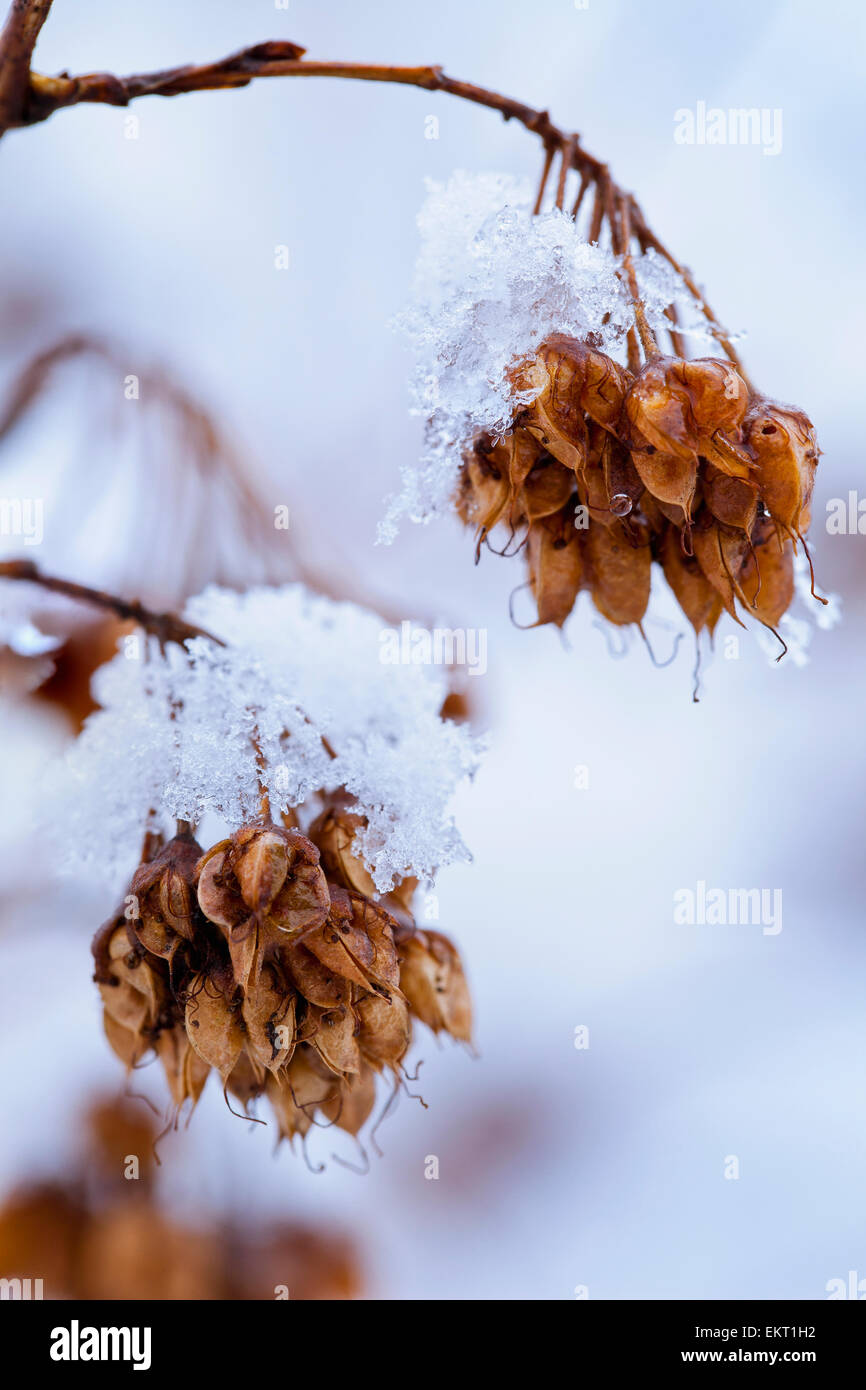 CloseUp Of Ninebark Plant Covered In Ice; SaintAdrienD'irlande