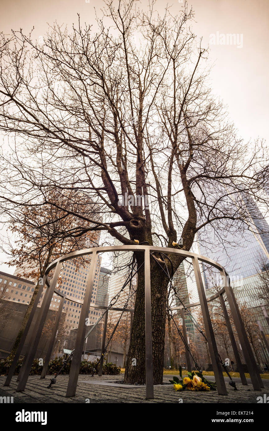 The Survivor Tree Blooms at Ground Zero