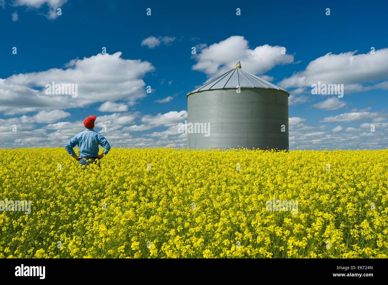 Farmer In Bloom Stage Mustard Field With Grain Bin; Ponteix