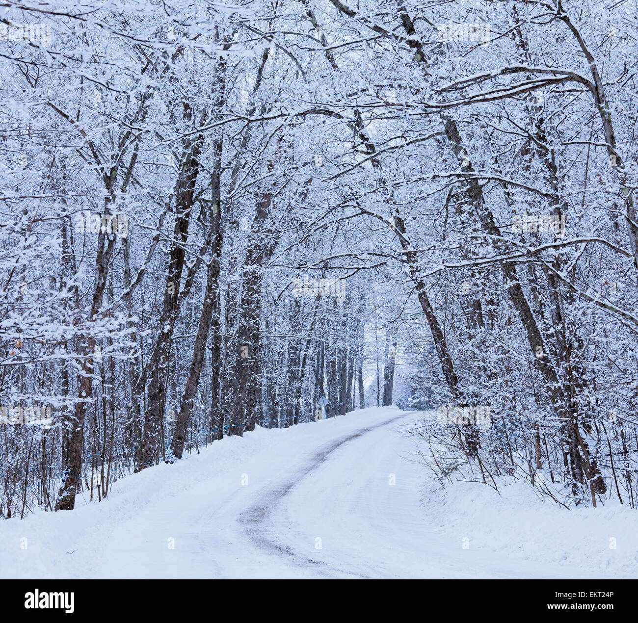 Across the snow. Across the snow