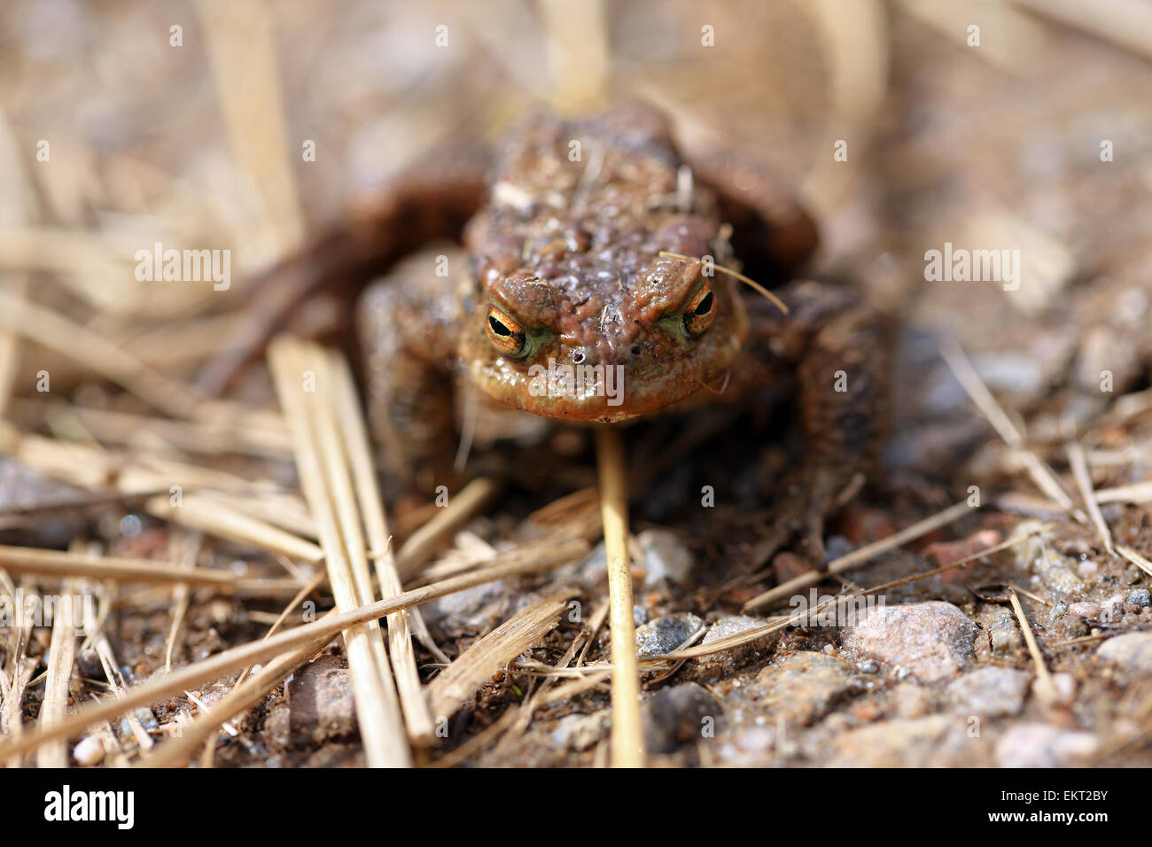 Common toad near a river in the highlands of Scotland Stock Photo