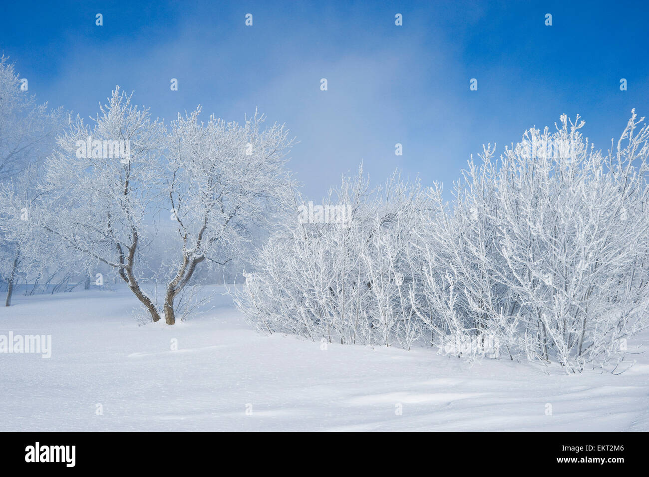 Field with frost-covered trees near Estevan; Saskatchewan, Canada Stock Photo