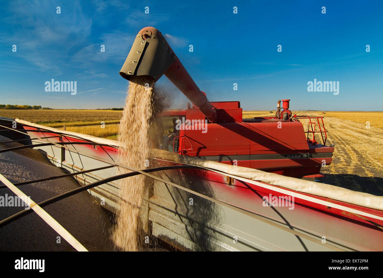 Agriculture A combine augers dry beans into a grain truck during the