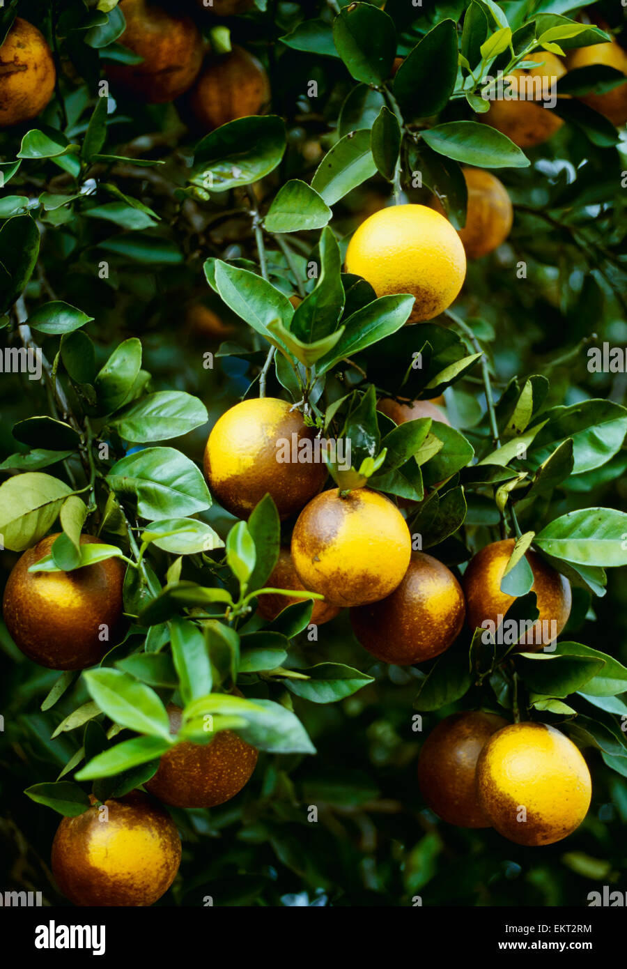 Agriculture - Crop damage, Russeting damage on oranges caused by Citrus rust mite / Florida, USA. Stock Photo