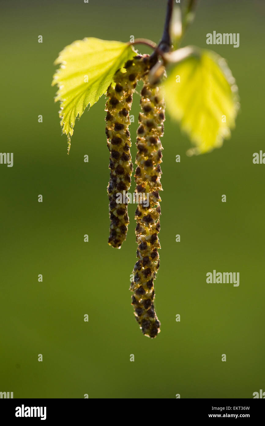 Young shoot,blossom,Blueten,Junger Trieb,Betula pubescens Stock Photo