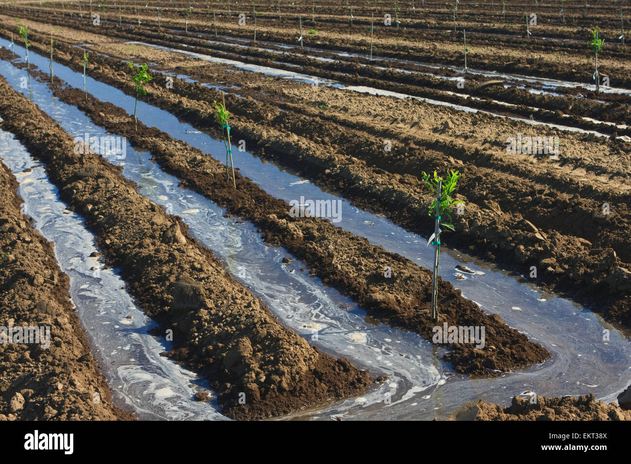 Agriculture Furrow irrigation of a newly planted orange grove Stock Agriculture Furrow irrigation of a newly planted orange grove Stock