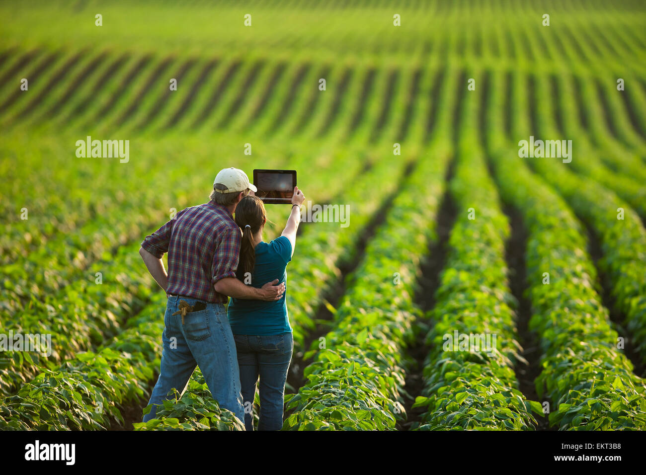Young soybean crop usa hi-res stock photography and images - Alamy