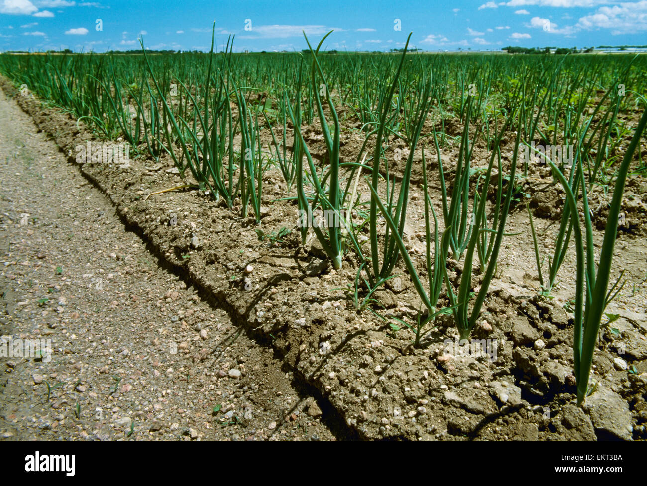 Mid growth onions hi-res stock photography and images - Alamy