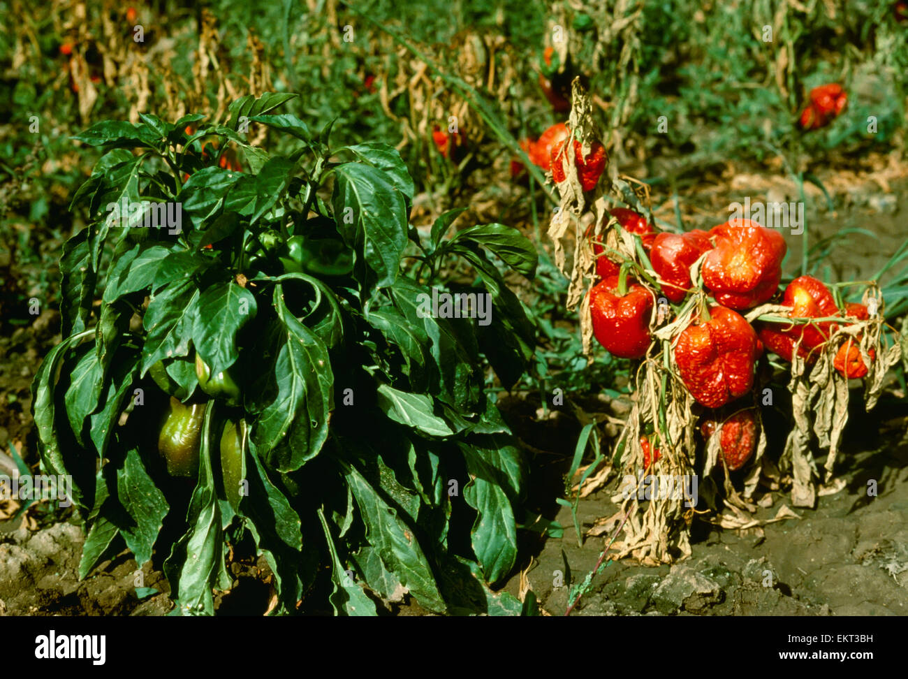 Agriculture - Crop disease, bell peppers, Phytophthora Wilt (Phytophthora species, P. capsici), wilt disease / Colorado, USA. Stock Photo