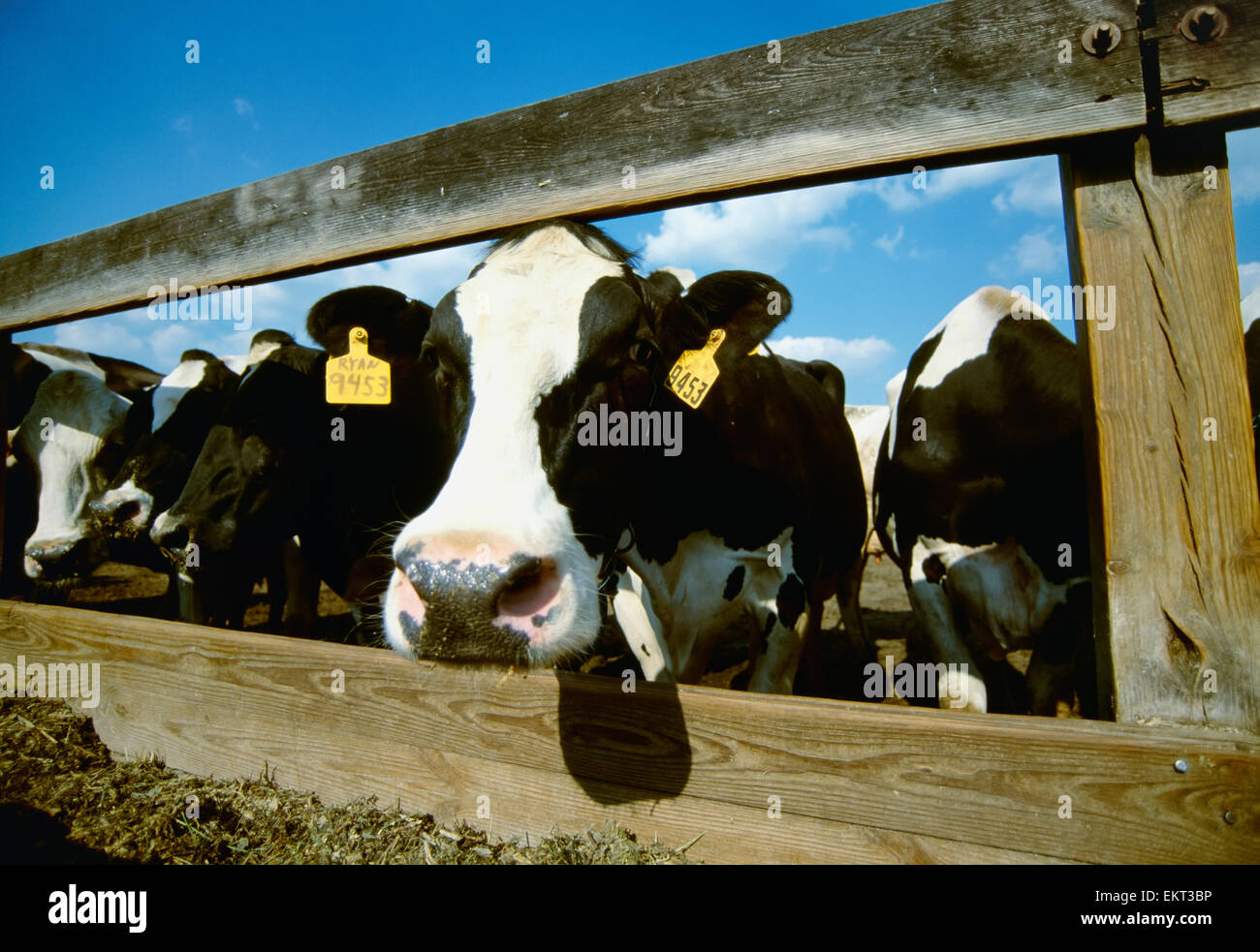 Livestock Holstein dairy cows feed at a feed bunk in a dairy feed lot