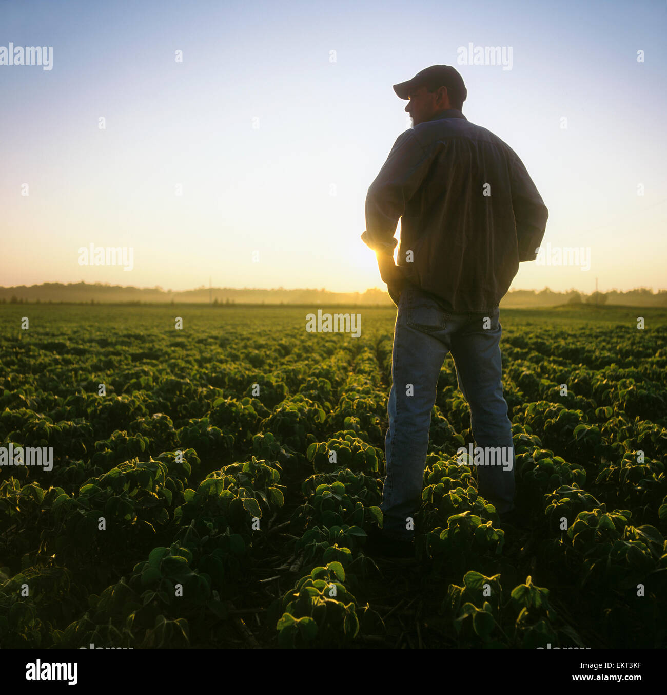 Agriculture - A farmer looks out across his early growth soybean crop at sunrise, inspecting it Stock Photo