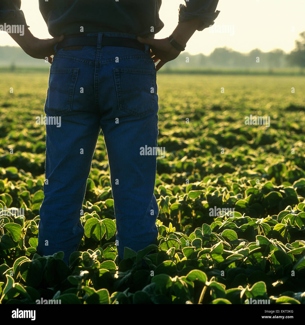 Agriculture - A farmer looks out across his early growth soybean crop at sunrise, inspecting it Stock Photo