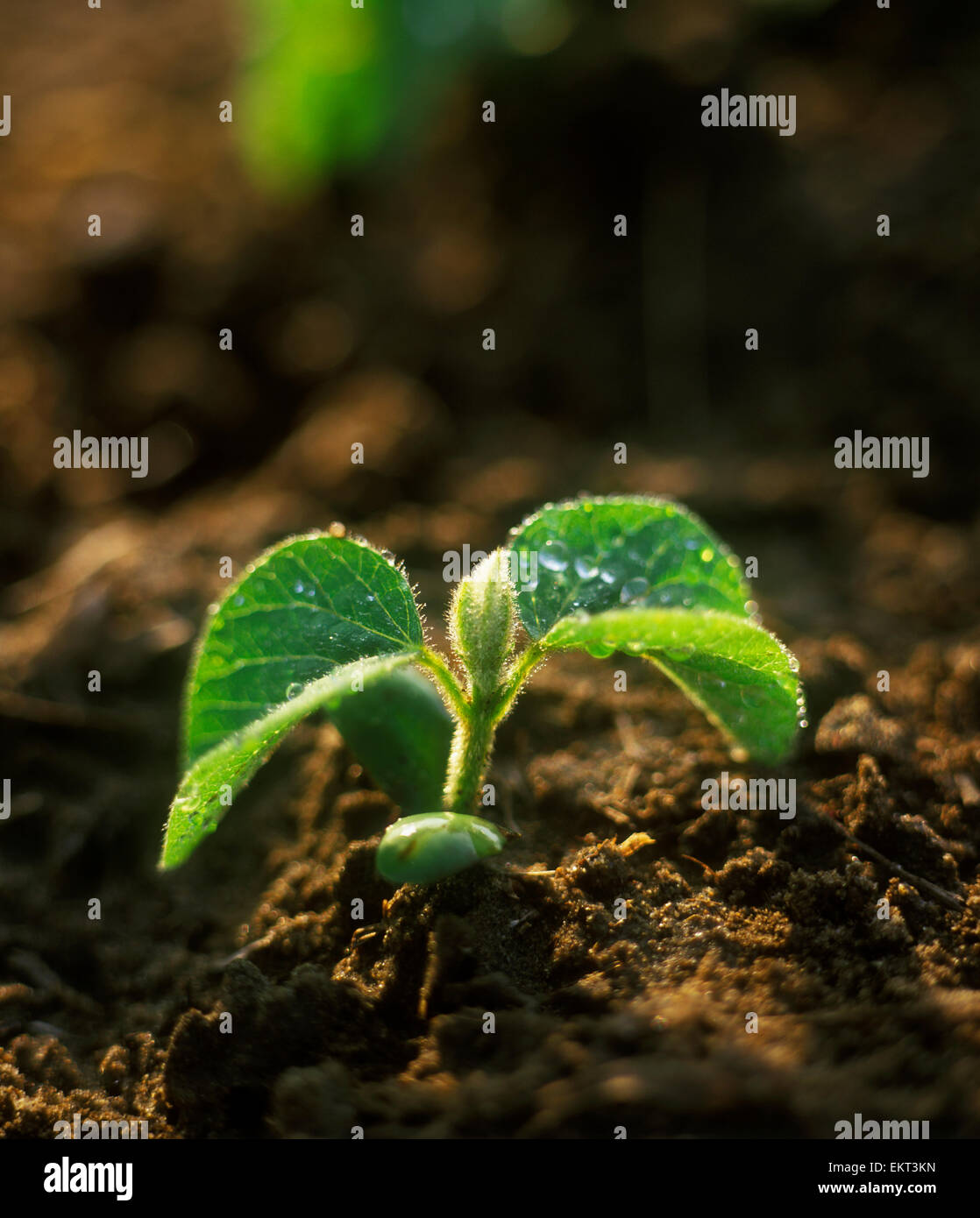 Agriculture - Closeup of a soybean seedling backlit by early morning light / Ontario, Canada. Stock Photo