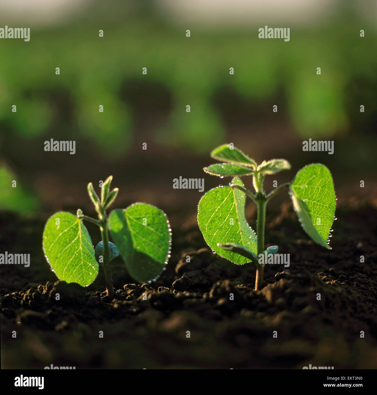 Agriculture - Closeup of soybean seedlings backlit by early morning light / Ontario, Canada. Stock Photo