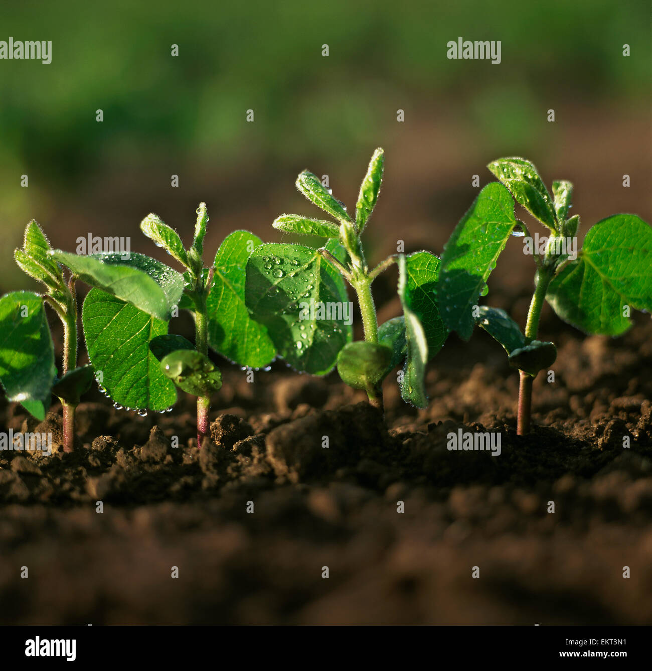 Agriculture - Soybean seedlings lit by early morning light / Ontario, Canada. Stock Photo