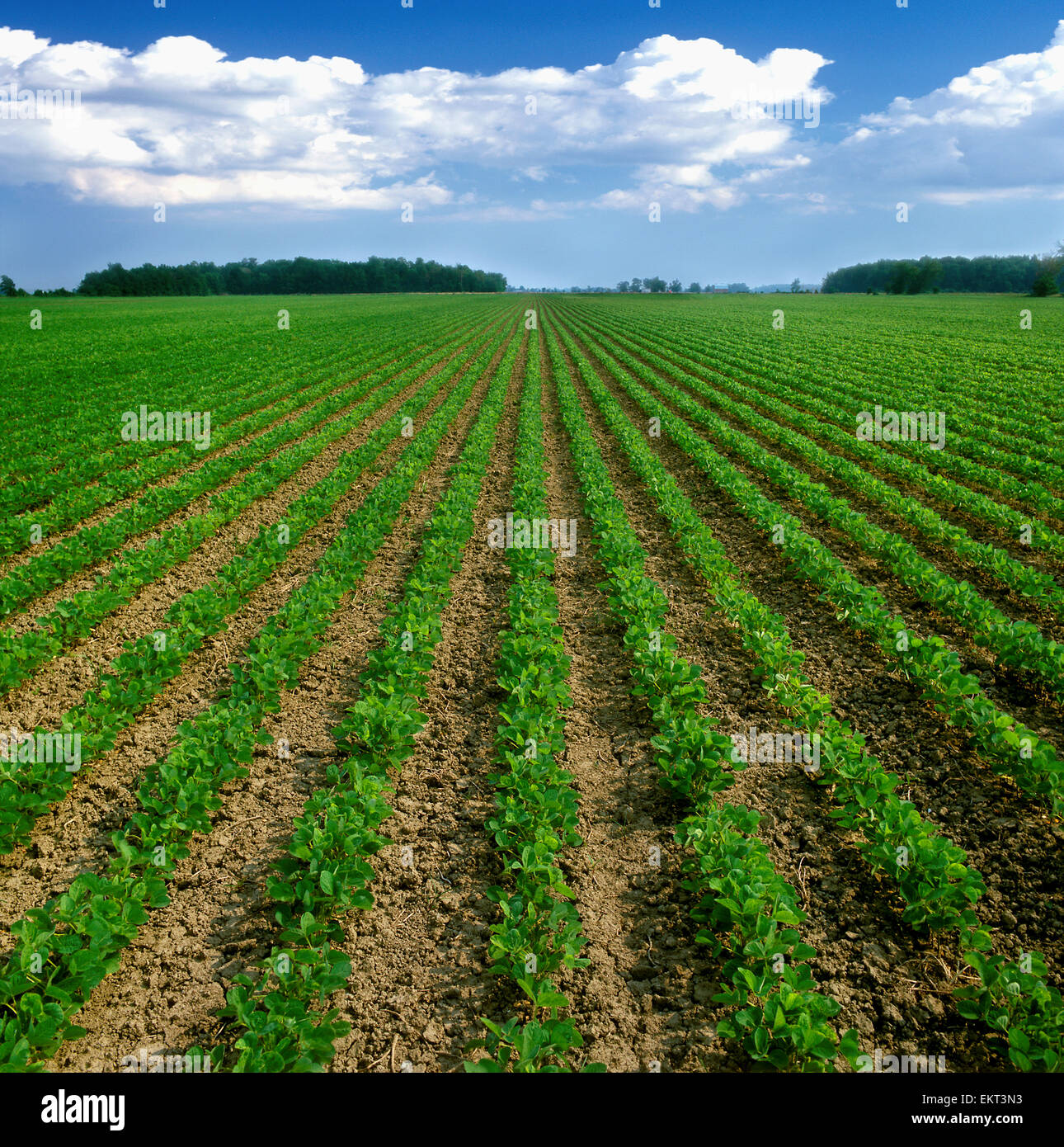 Agriculture - Large field of early growth conventionally tilled soybeans / Ontario, Canada. Stock Photo