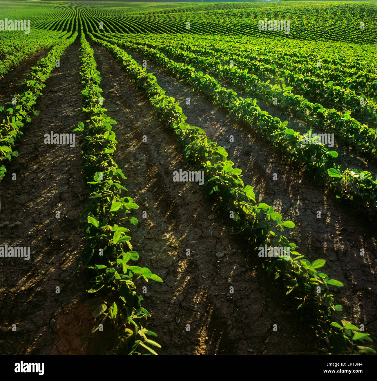 Agriculture - Large rolling field of early growth conventionally tilled soybeans / Ontario, Canada. Stock Photo
