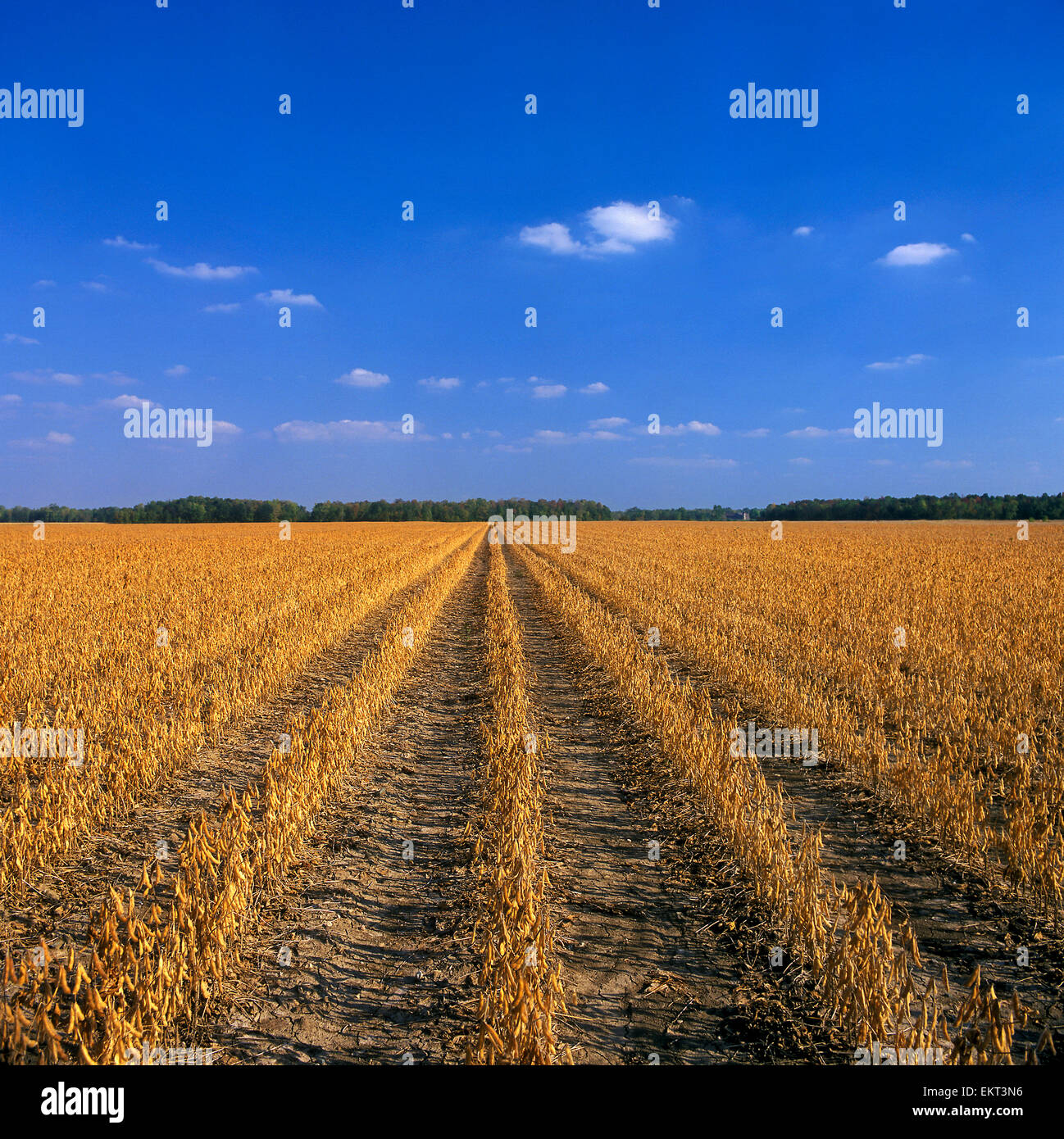 Agriculture - Field of mature harvest ready soybeans / Ontario, Canada. Stock Photo