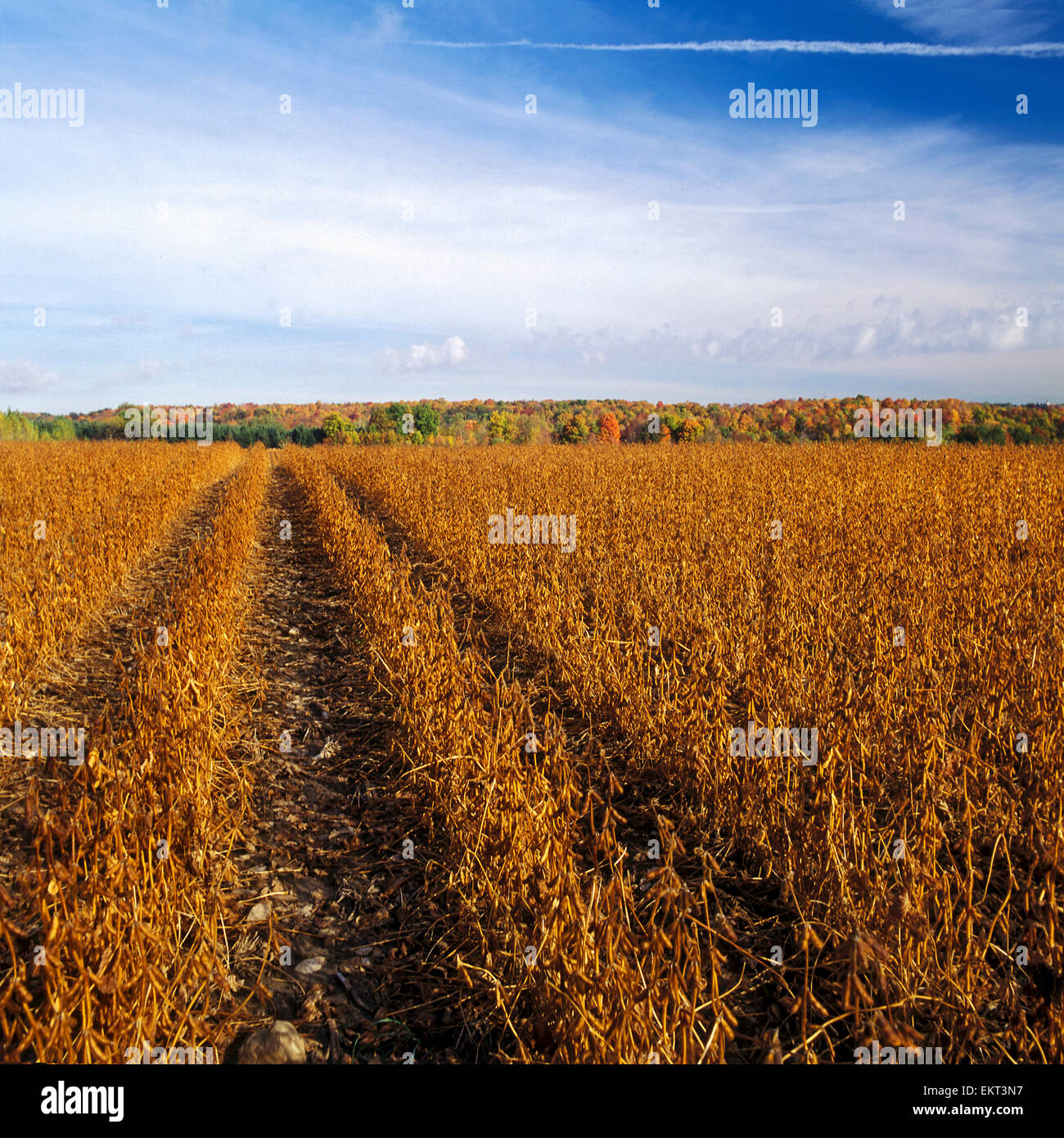 Agriculture - Field of mature harvest ready soybeans with a hillside of Autumn colors in the background / Ontario, Canada. Stock Photo