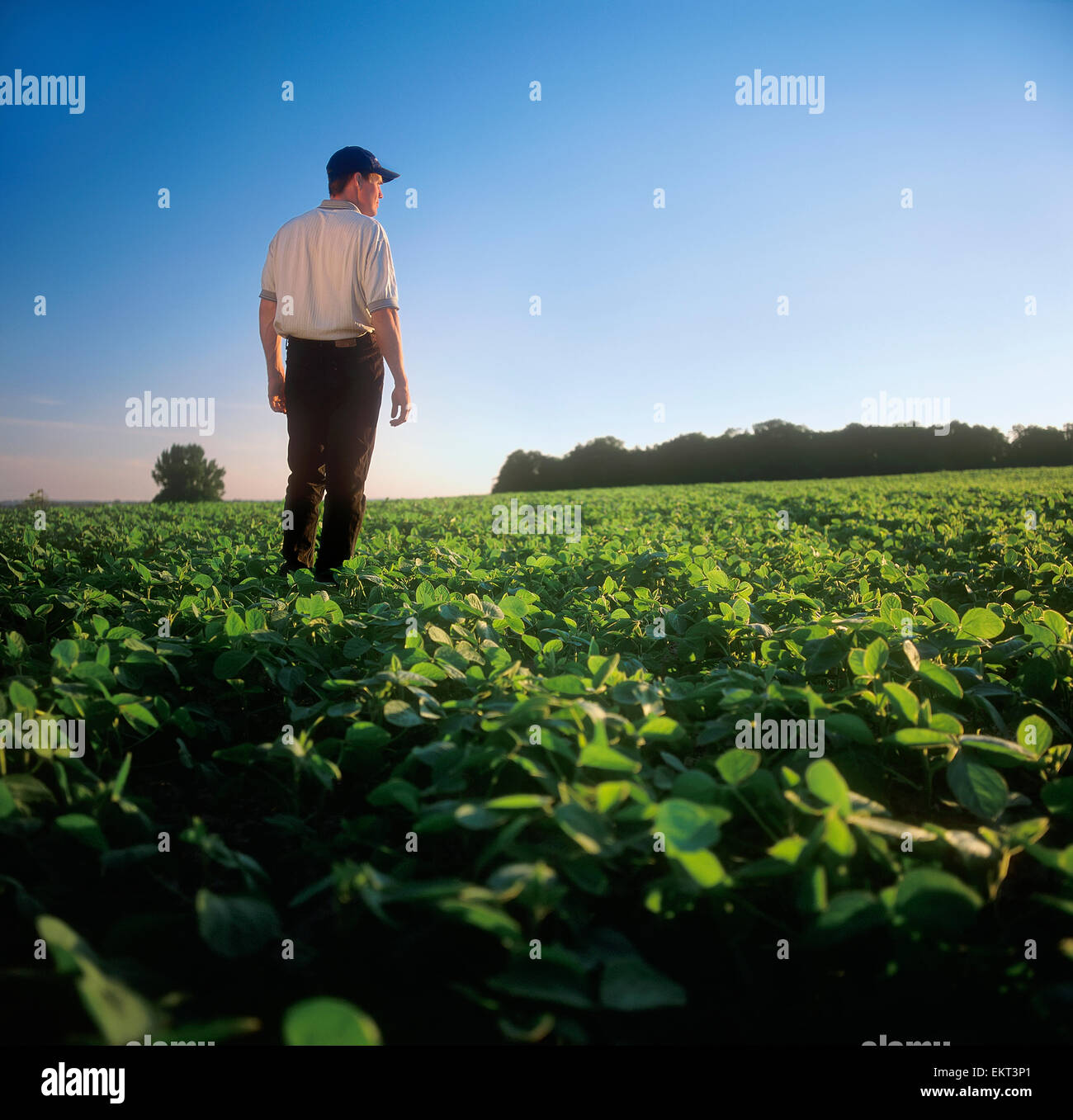 Agriculture - A farmer looks out across his early growth soybean crop, inspecting it Stock Photo