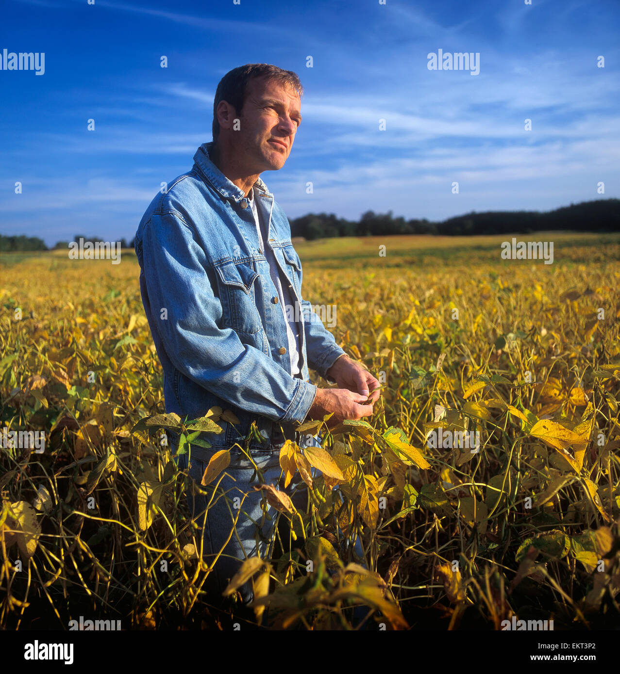 Agriculture - A farmer looks out across his maturing soybean crop, inspecting it Stock Photo