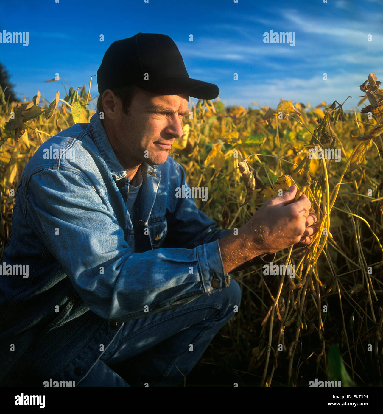 Agriculture - A farmer inspects ripening soybean pods to determine when the harvest will begin / Ontario, Canada. Stock Photo