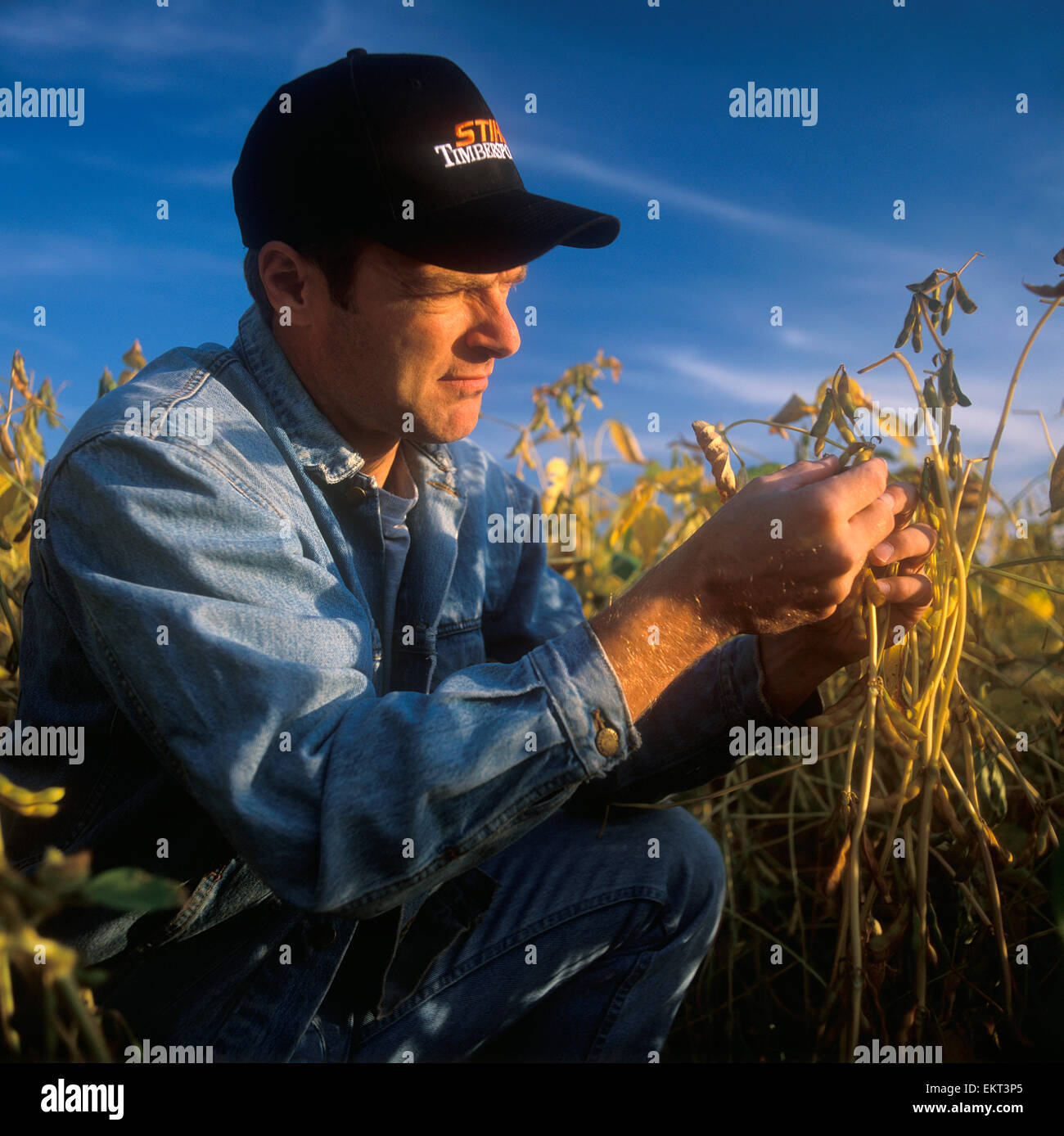 Agriculture - A farmer inspects ripening soybean pods to determine when the harvest will begin / Ontario, Canada. Stock Photo