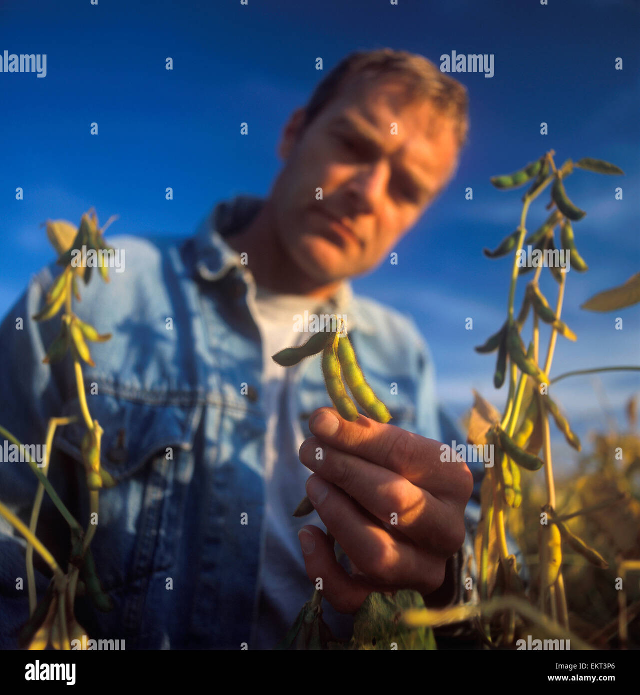 Agriculture - A farmer inspects maturing green soybean pods in the field / Ontario, Canada. Stock Photo