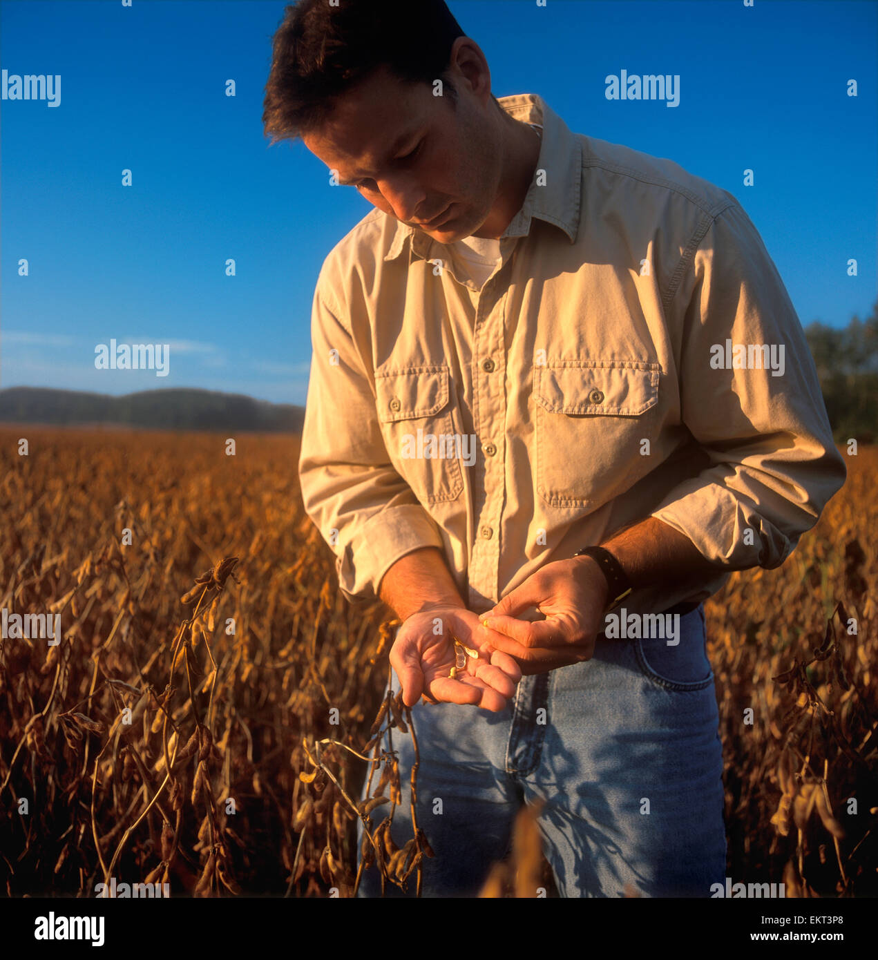 Agriculture - A farmer inspects mature, harvest ready soybean pods in the field just prior to the harvest / Ontario, Canada. Stock Photo