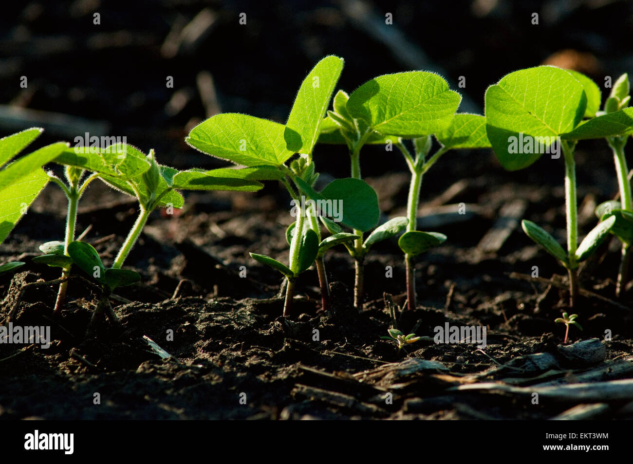 Agriculture backlit rows early hi-res stock photography and images - Alamy