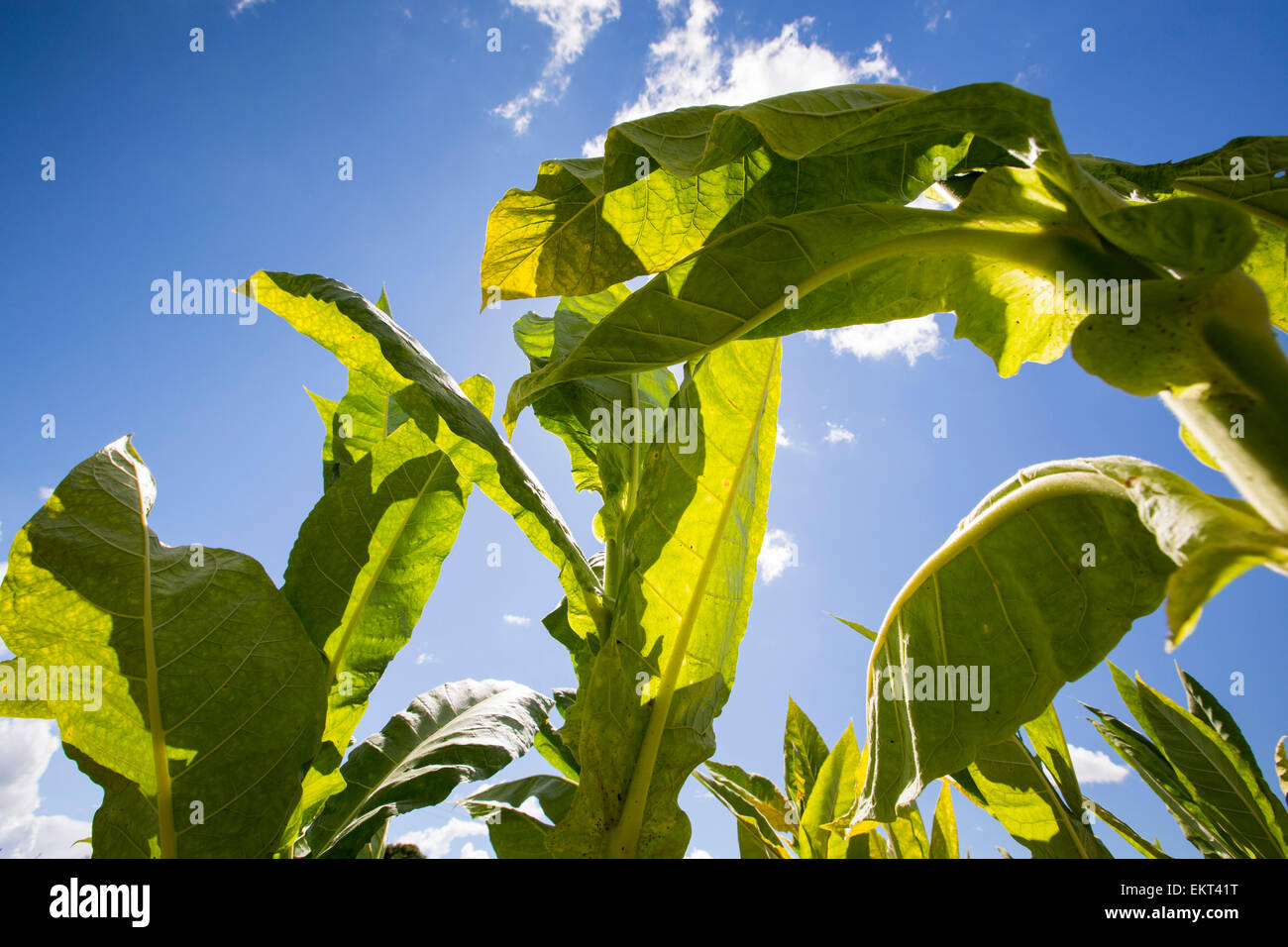 Tobacco being grown as a cash crop in Malawi, Africa. Stock Photo