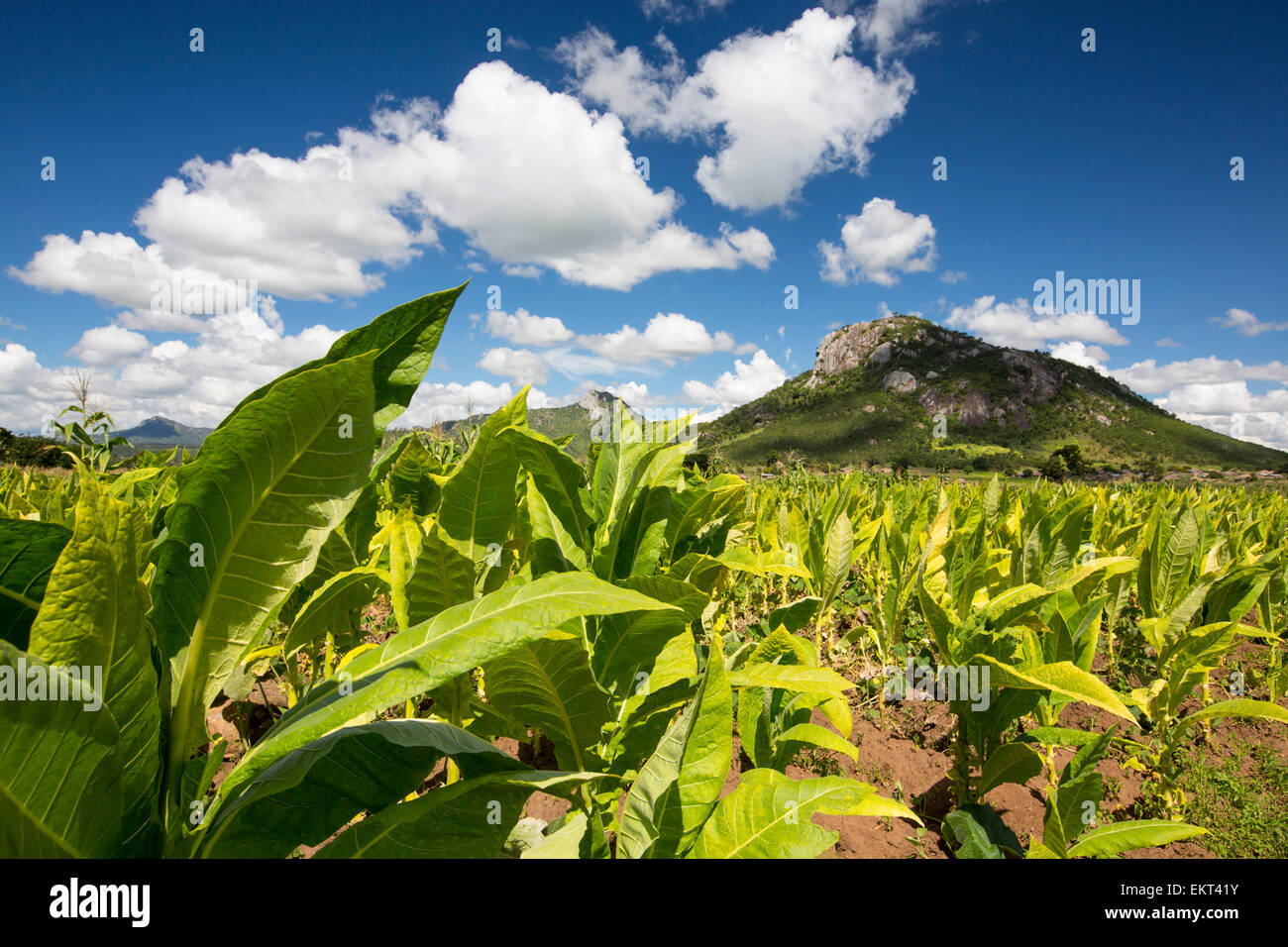 Tobacco being grown as a cash crop in Malawi, Africa. Stock Photo