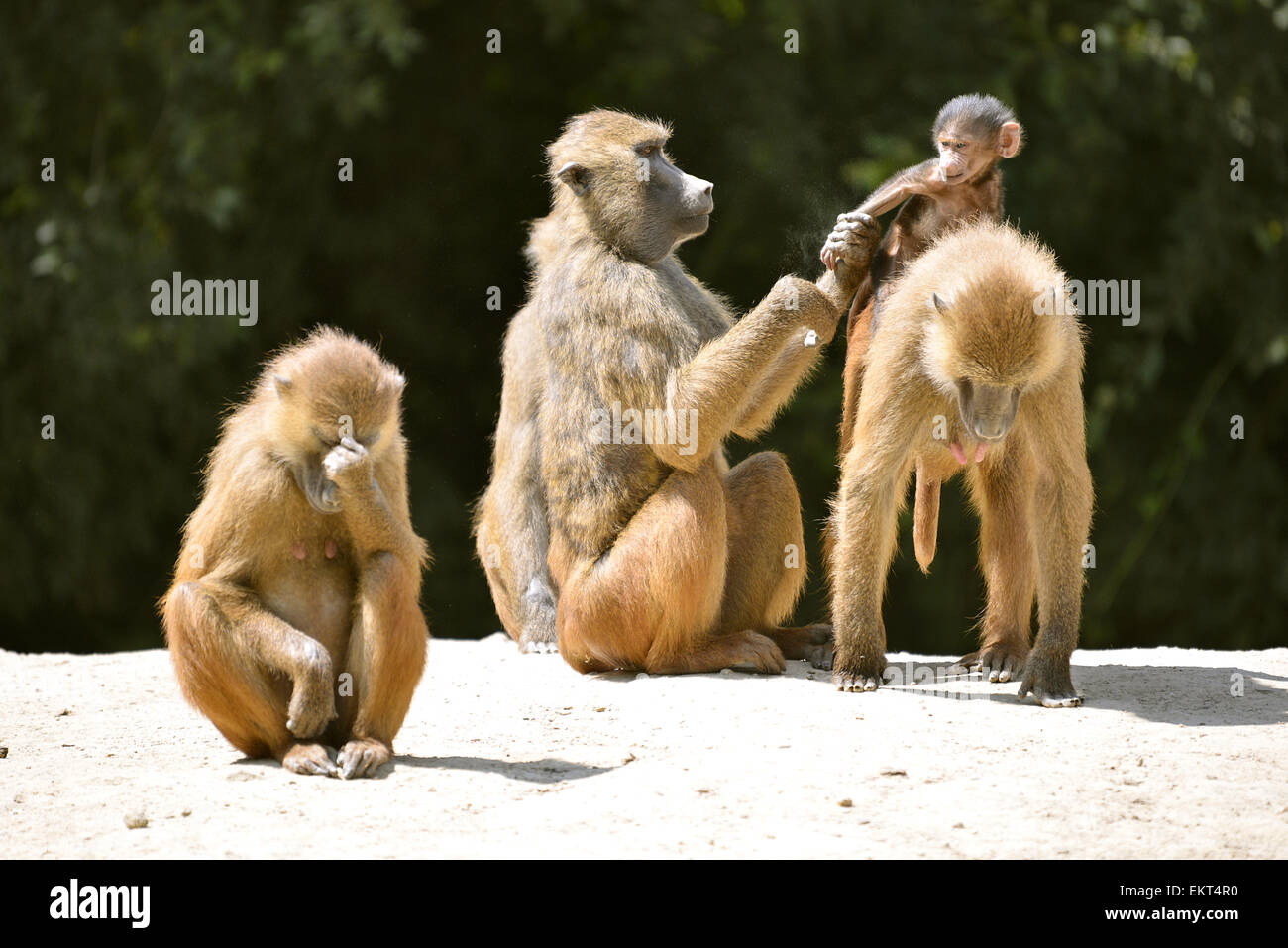 Adult baboons and young (Papio) on the ground Stock Photo
