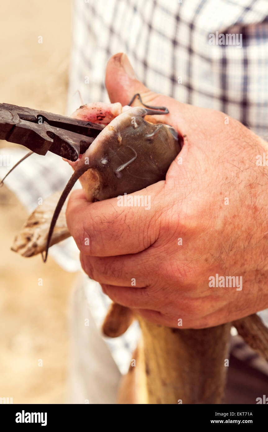 Close up of pliers in catfish mouth unhooking hook Stock Photo - Alamy