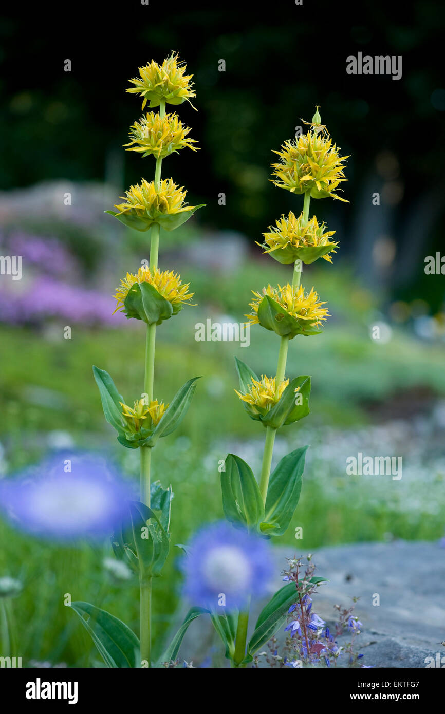 Knospe,Bud,Trieb,Triebspitze,Shoot,Young Shoot,Bluete,Blossom,Bloom,Gentiana lutea Stock Photo