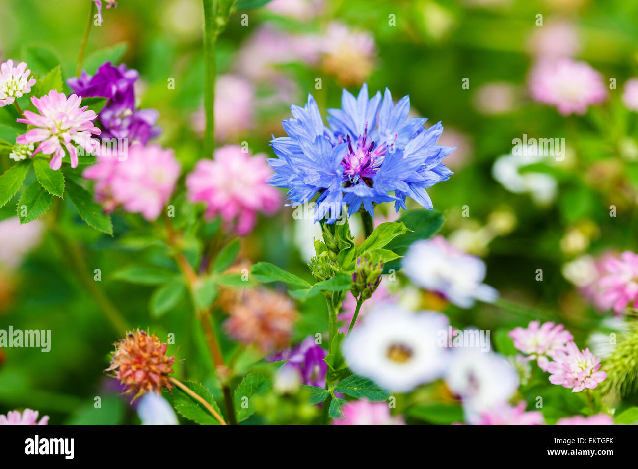 Cornflower on the meadow full of flowers, springtime in Poland, Europe Stock Photo