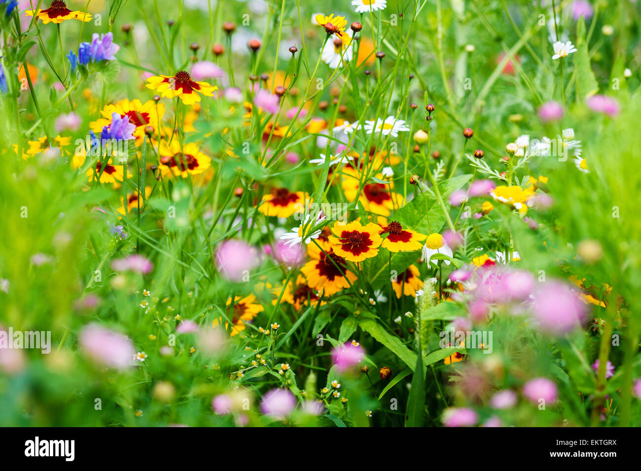 Pink and white wildflowers hi-res stock photography and images - Alamy