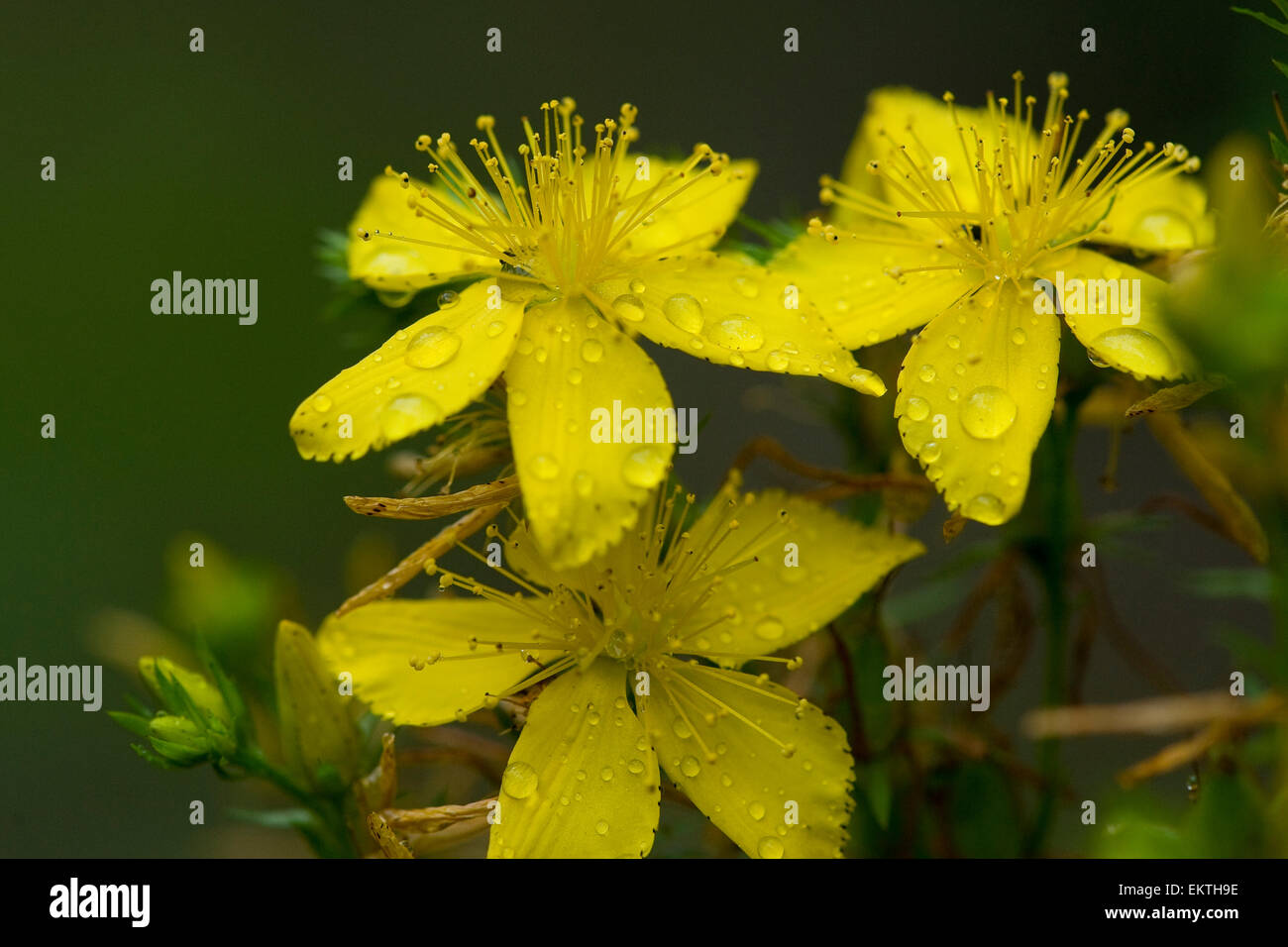 Knospe,Bud,Trieb,Triebspitze,Shoot,Young Shoot,Bluete,Blossom,Bloom,Hypericum perforatum,Gemeines Johanniskraut Stock Photo