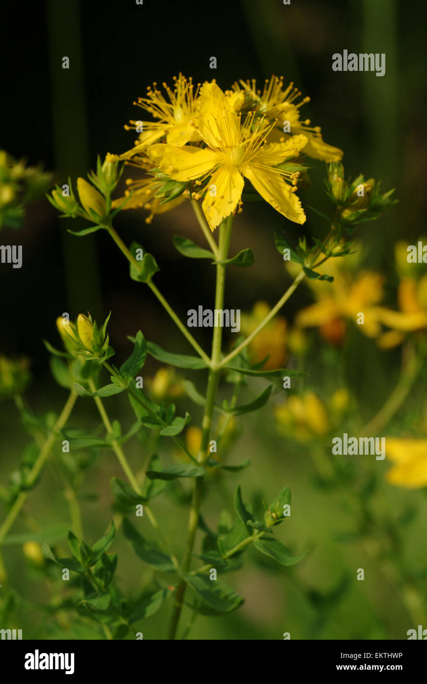 Knospe,Bud,Trieb,Triebspitze,Shoot,Young Shoot,Bluete,Blossom,Bloom,Hypericum perforatum,Gemeines Johanniskraut Stock Photo